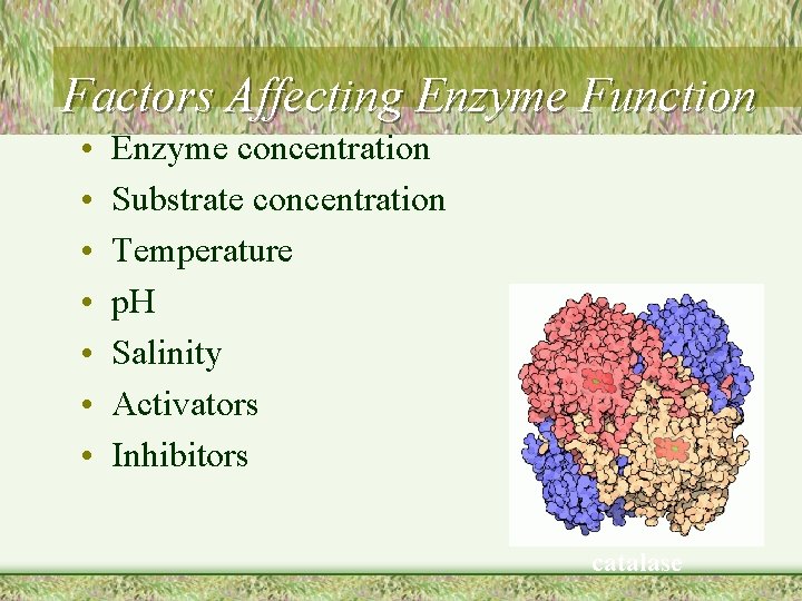 Factors Affecting Enzyme Function • • Enzyme concentration Substrate concentration Temperature p. H Salinity