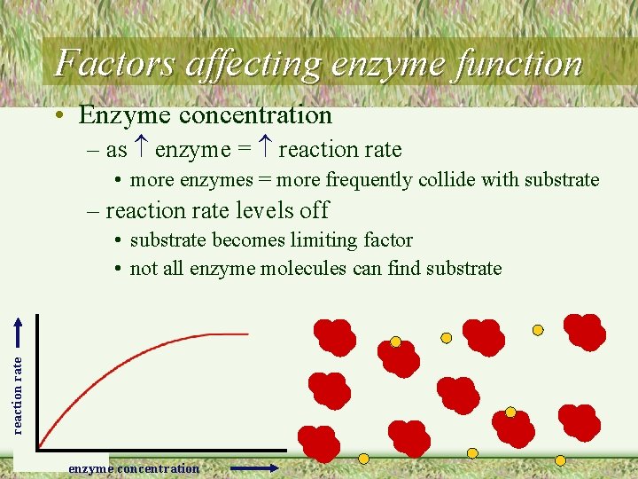Factors affecting enzyme function • Enzyme concentration – as enzyme = reaction rate •