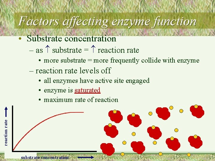 Factors affecting enzyme function • Substrate concentration – as substrate = reaction rate •