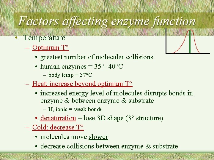 Factors affecting enzyme function • Temperature – Optimum T° • greatest number of molecular