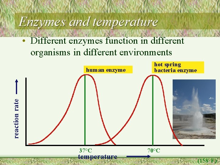 Enzymes and temperature • Different enzymes function in different organisms in different environments reaction