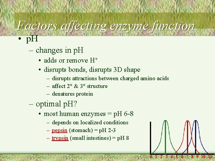 Factors affecting enzyme function • p. H – changes in p. H • adds