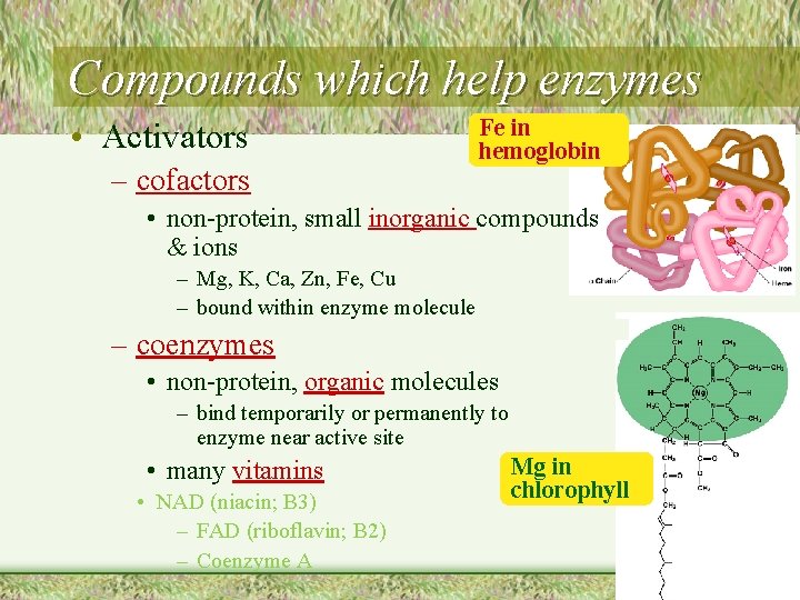 Compounds which help enzymes • Activators – cofactors Fe in hemoglobin • non-protein, small