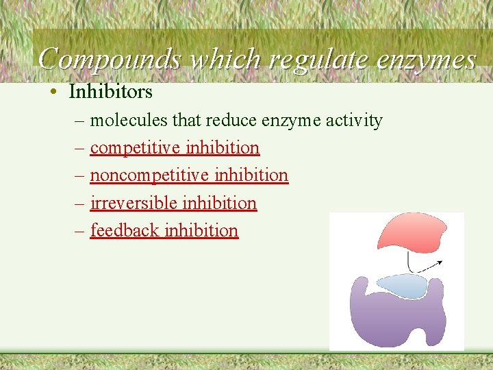 Compounds which regulate enzymes • Inhibitors – molecules that reduce enzyme activity – competitive