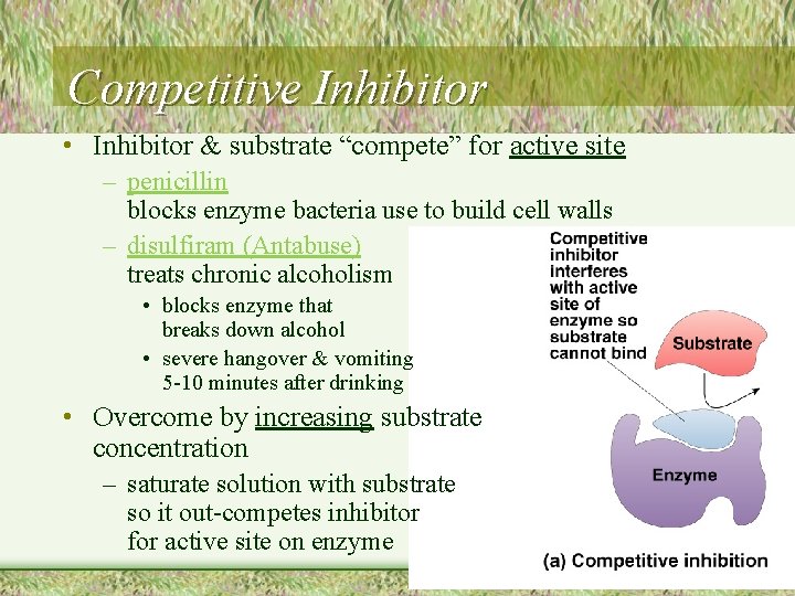 Competitive Inhibitor • Inhibitor & substrate “compete” for active site – penicillin blocks enzyme