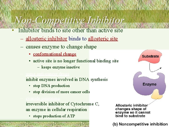 Non-Competitive Inhibitor • Inhibitor binds to site other than active site – allosteric inhibitor