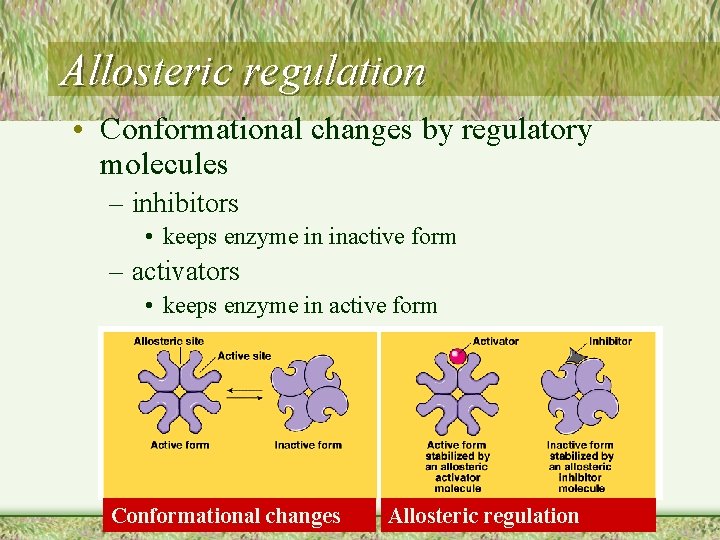 Allosteric regulation • Conformational changes by regulatory molecules – inhibitors • keeps enzyme in