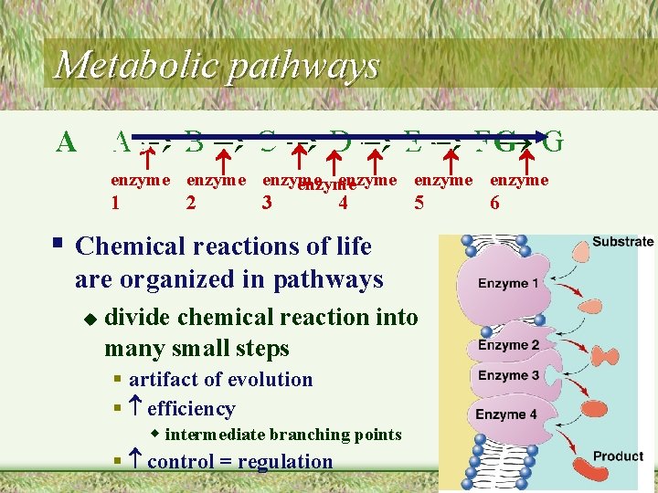 Metabolic pathways A AB BC CD DE E F F G G enzyme enzyme