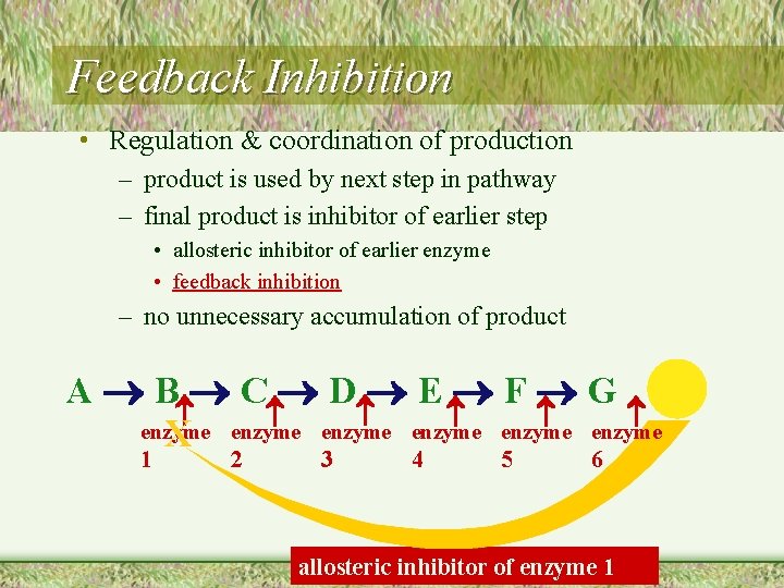 Feedback Inhibition • Regulation & coordination of production – product is used by next