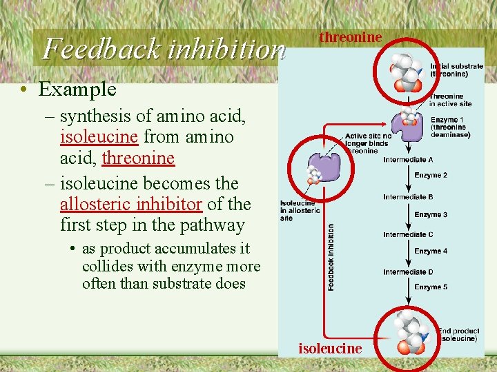 Feedback inhibition threonine • Example – synthesis of amino acid, isoleucine from amino acid,