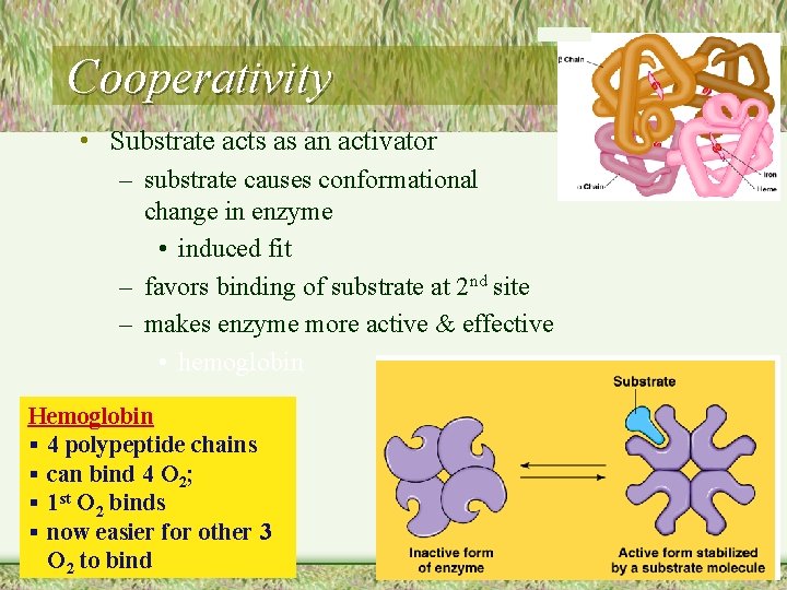 Cooperativity • Substrate acts as an activator – substrate causes conformational change in enzyme