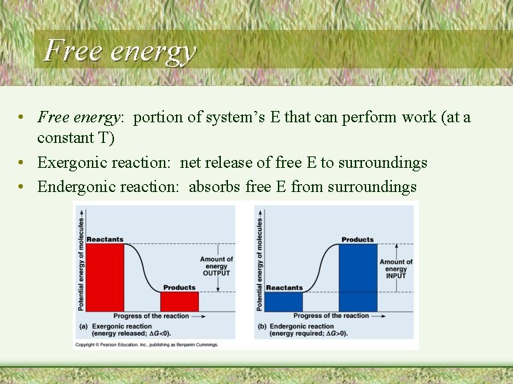 Free energy • Free energy: portion of system’s E that can perform work (at