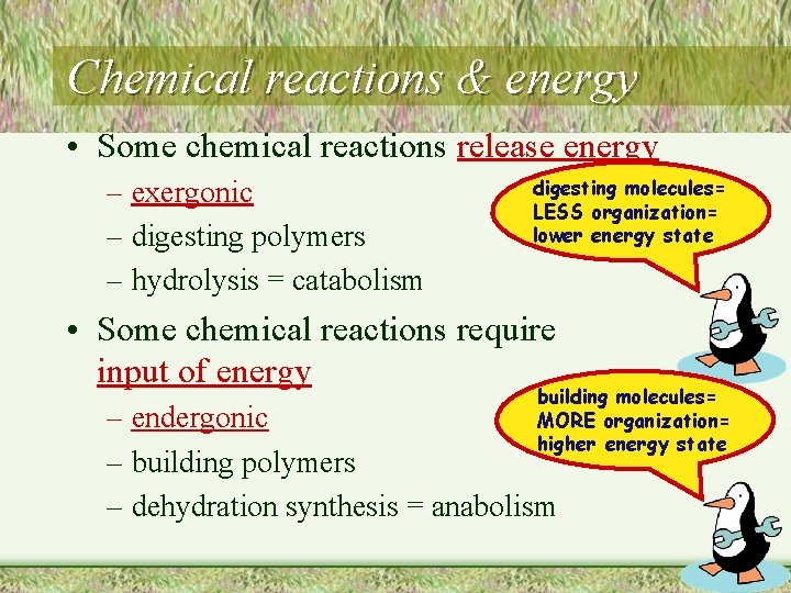 Chemical reactions & energy • Some chemical reactions release energy – exergonic – digesting