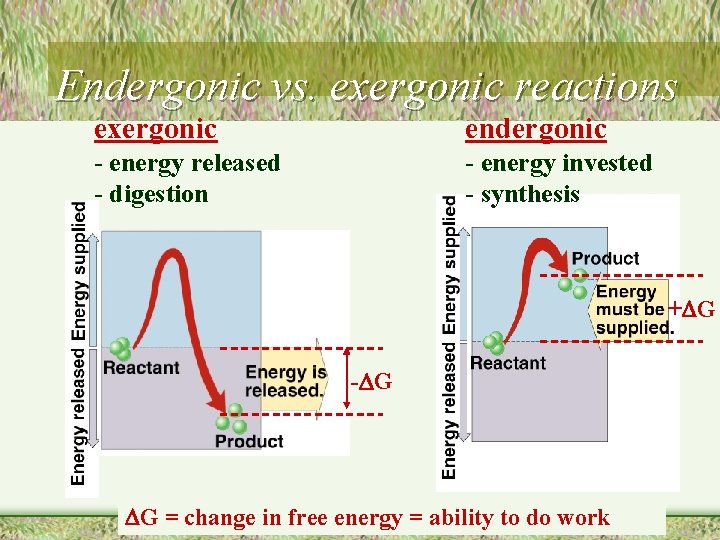 Endergonic vs. exergonic reactions exergonic endergonic - energy released - digestion - energy invested