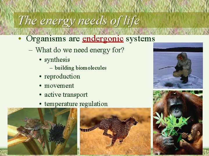 The energy needs of life • Organisms are endergonic systems – What do we
