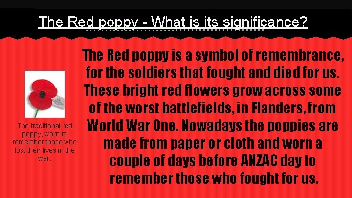 The Red poppy - What is its significance? The traditional red poppy, worn to