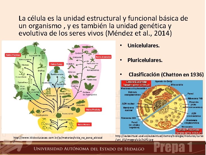 La célula es la unidad estructural y funcional básica de un organismo , y