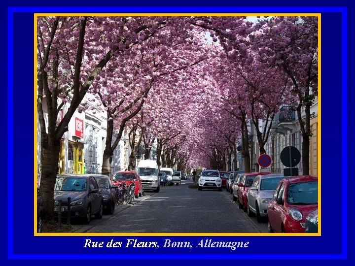Rue des Fleurs, Bonn, Allemagne. 