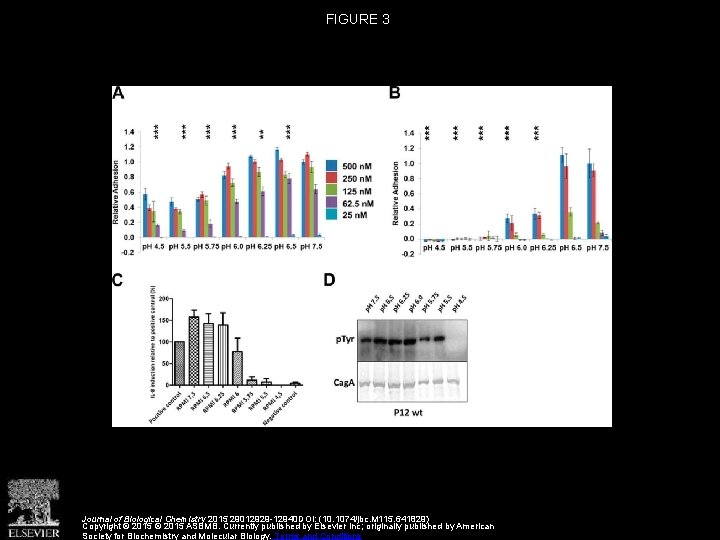 FIGURE 3 Journal of Biological Chemistry 2015 29012929 -12940 DOI: (10. 1074/jbc. M 115.