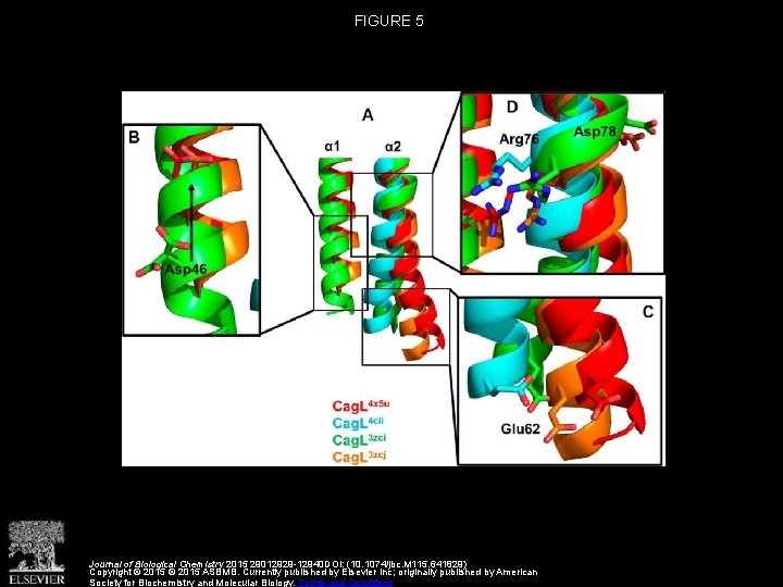 FIGURE 5 Journal of Biological Chemistry 2015 29012929 -12940 DOI: (10. 1074/jbc. M 115.