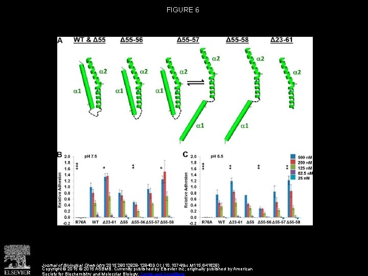 FIGURE 6 Journal of Biological Chemistry 2015 29012929 -12940 DOI: (10. 1074/jbc. M 115.