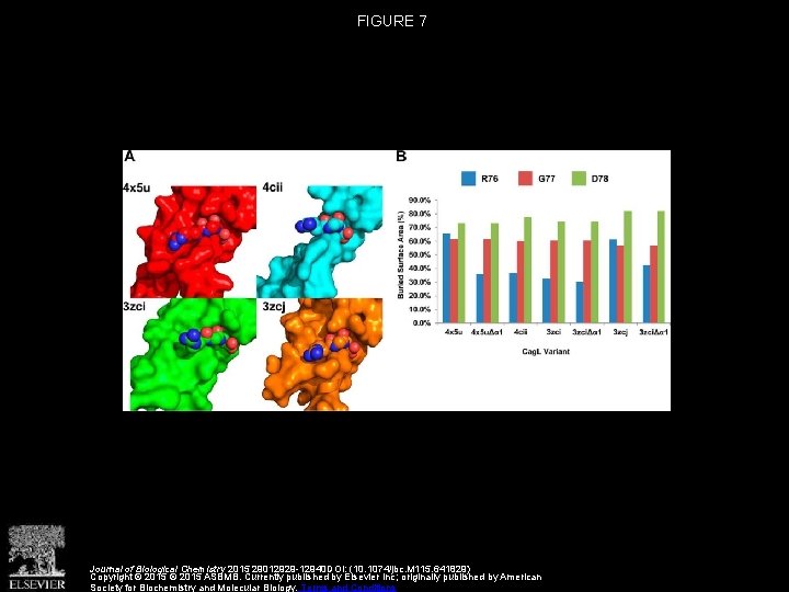 FIGURE 7 Journal of Biological Chemistry 2015 29012929 -12940 DOI: (10. 1074/jbc. M 115.