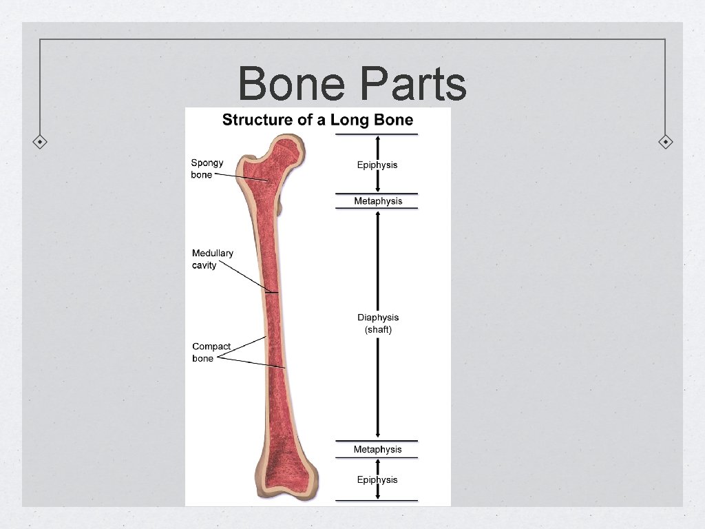 Bone Parts 