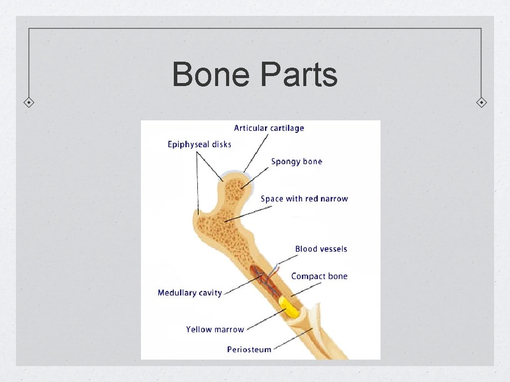 Bone Parts 