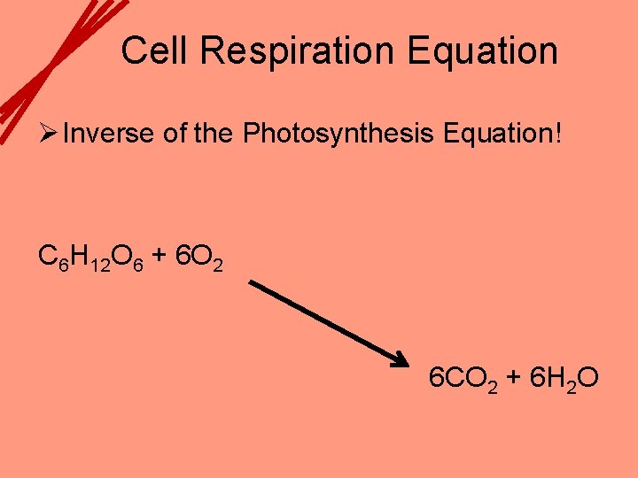Cell Respiration Equation Ø Inverse of the Photosynthesis Equation! C 6 H 12 O