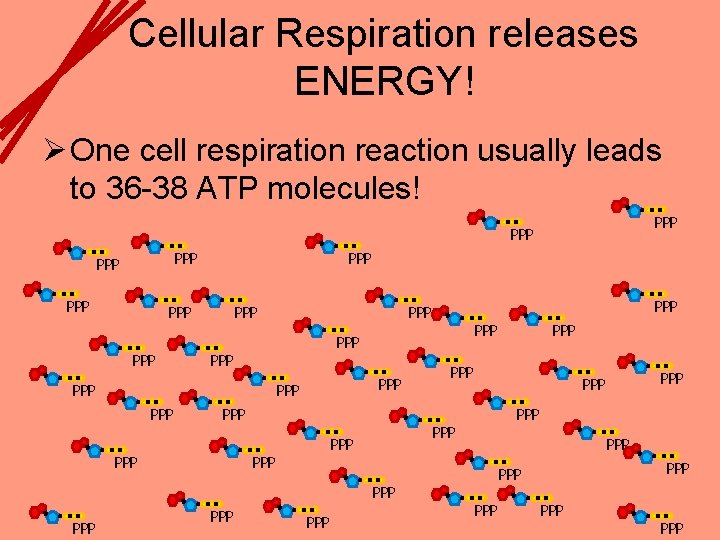 Cellular Respiration releases ENERGY! Ø One cell respiration reaction usually leads to 36 -38