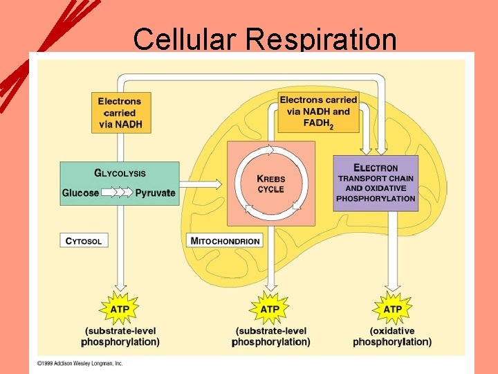 Cellular Respiration Ø Just like photosynthesis, cellular respiration has many steps. Ø The equation