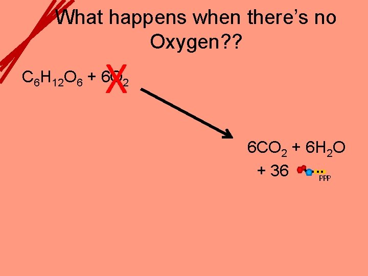 What happens when there’s no Oxygen? ? X C 6 H 12 O 6