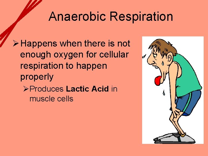 Anaerobic Respiration Ø Happens when there is not enough oxygen for cellular respiration to