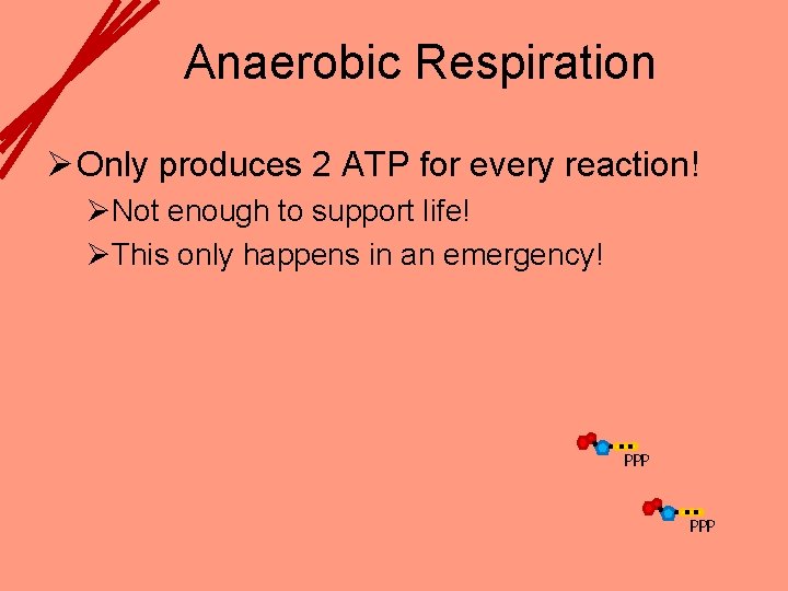 Anaerobic Respiration Ø Only produces 2 ATP for every reaction! ØNot enough to support