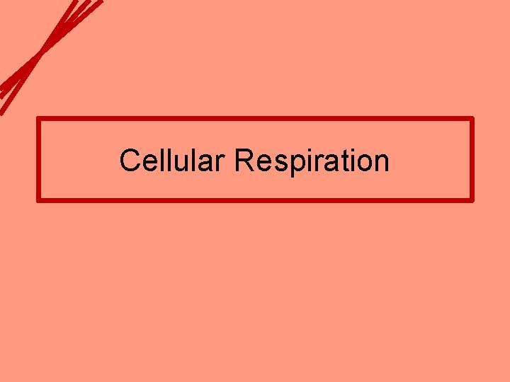 Cellular Respiration 