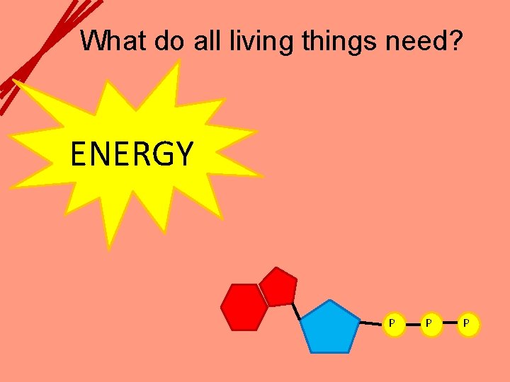 What do all living things need? ENERGY P P P 