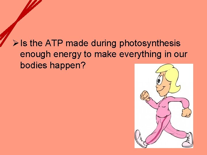 Ø Is the ATP made during photosynthesis enough energy to make everything in our