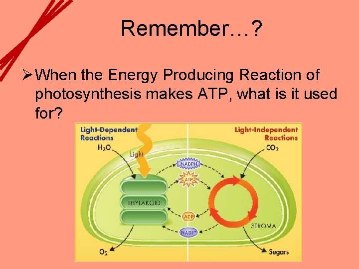 Remember…? Ø When the Energy Producing Reaction of photosynthesis makes ATP, what is it