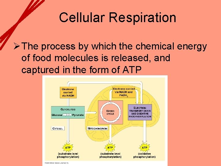 Cellular Respiration Ø The process by which the chemical energy of food molecules is