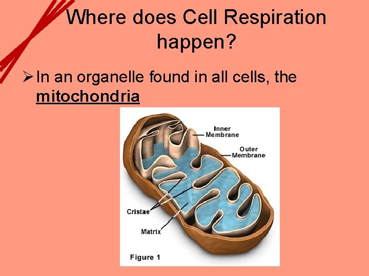 Where does Cell Respiration happen? Ø In an organelle found in all cells, the