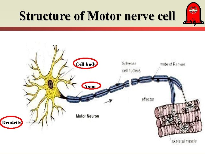 Structure of Motor nerve cell Cell body Axon Dendrites 