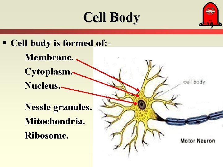 Cell Body § Cell body is formed of: Membrane. Cytoplasm. Nucleus. Nessle granules. Mitochondria.