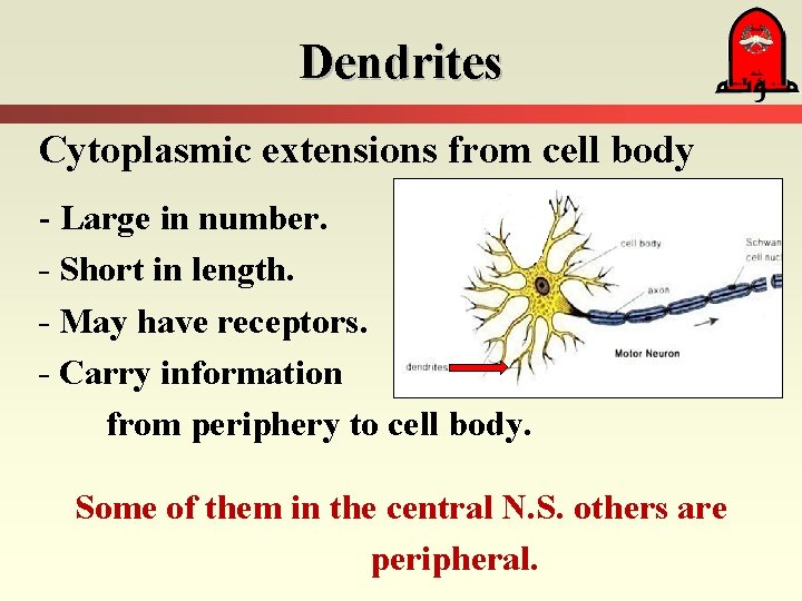 Dendrites Cytoplasmic extensions from cell body - Large in number. - Short in length.