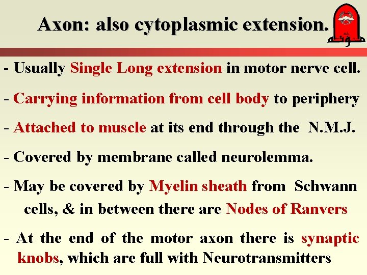 Axon: also cytoplasmic extension. - Usually Single Long extension in motor nerve cell. -