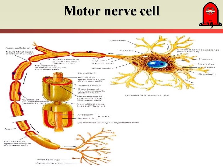 Motor nerve cell 