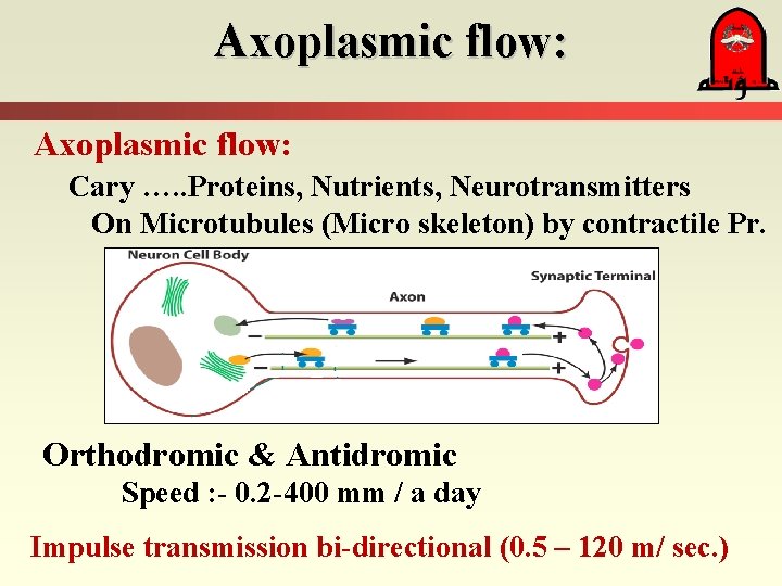 Axoplasmic flow: Cary …. . Proteins, Nutrients, Neurotransmitters On Microtubules (Micro skeleton) by contractile