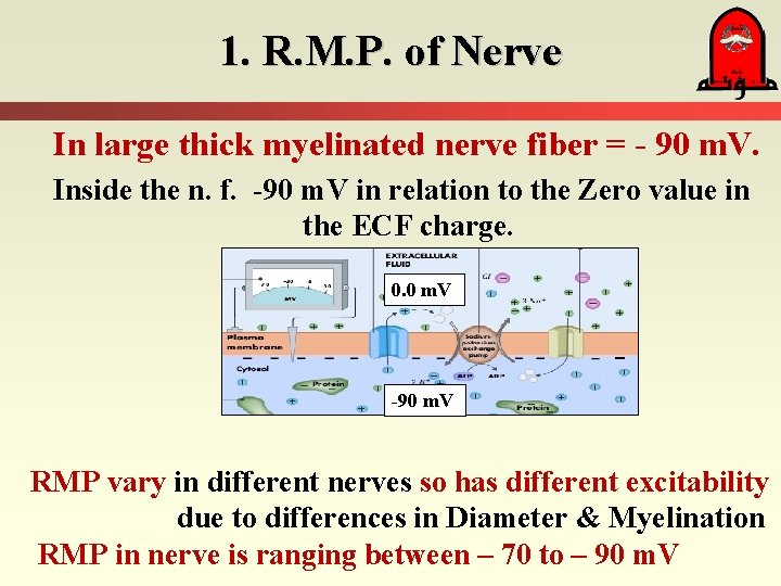 1. R. M. P. of Nerve In large thick myelinated nerve fiber = -