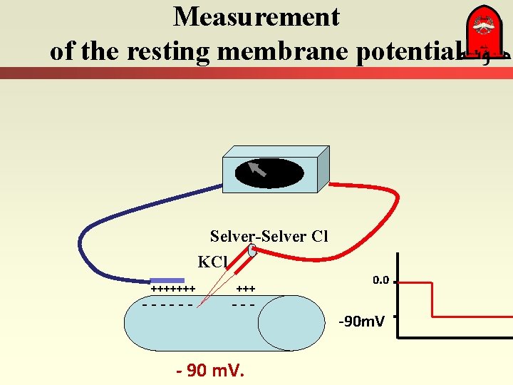 Measurement of the resting membrane potential Selver-Selver Cl KCl +++++++ ------ +++ --- -
