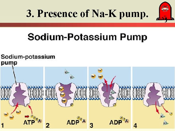 3. Presence of Na-K pump. 