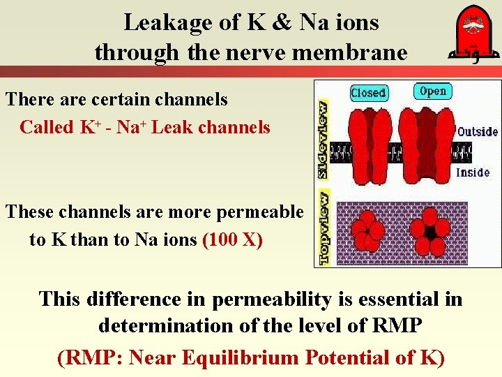 Leakage of K & Na ions through the nerve membrane There are certain channels